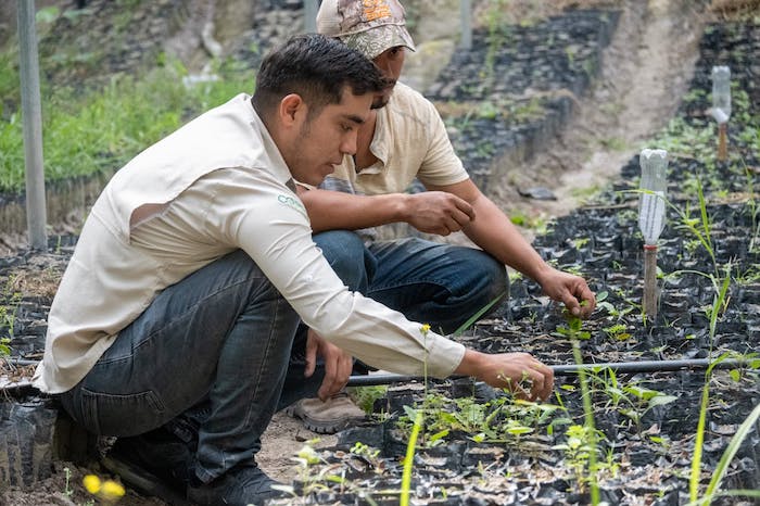 farmers tending young plants in outdoor nursery 36040372